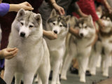 Siberian Huskies Line up During Conformation Judging