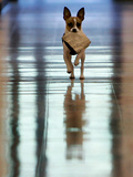 Midge Runs Down the Hallway of the Department after Fetching a Bag of Marijuana