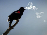 A Red-Winged Blackbird