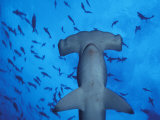 Hammerhead Shark from Below, Galapagos Islands, Ecuador