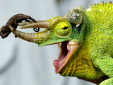 A Newly Born Jackson's Chameleon Rests on its Dad's Horns