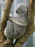 A Koala Finds the Perfect Perch