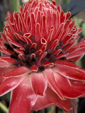 Ginger Flower in Bloom, Napo River Region, Peru