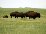 American Bison Rest on a Fenced Prairie