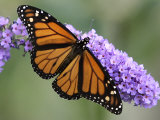 A Monarch Butterfly Spreads its Wings as It Feeds on the Flower of a Butterfly Bush