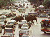 Thai Elephants Maneuver Their Way Through a Bangkok Traffic Jam in Downtown
