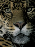 Buy Jaguar, Madre de Dios, Peru at AllPosters.com