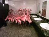 Caribbean Flamingos from Miami's Metrozoo Crowd into the Men's Bathroom