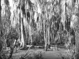 Buy Groves of Oak and Cypress at AllPosters.com