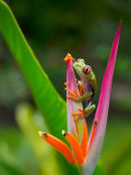 Red-Eye Tree Frog, Costa Rica Photographic Print