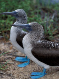 Blue-Footed Boobies of the Galapagos Islands, Ecuador
