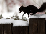 A Black Squirrel Leaps Along a Snow Covered Fence