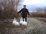 An Iraqi Villager Herds His Ducks