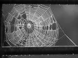 Beads of Dew Hang from the Bars of a Gate and Highlight the Web of a Spider on a Farm Near Glencoe
