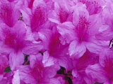 Buy Azalea Rhododendron at AllPosters.com