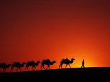 Buy Camel Caravan at Sunrise, Silk Road, China at AllPosters.com