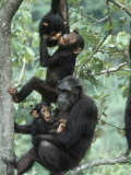 Jane Goodall Institute, Chimpanzees, Gombe National Park, Tanzania