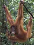 Buy Juvenile Orangutan Swinging Between Branches in Tanjung National Park, Borneo at AllPosters.com