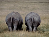 White Rhinos in African Plain, Kenya