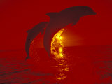 Bottlenose Dolphins, Caribbean
