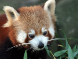 Red Panda, Taronga Zoo, Sydney, Australia
