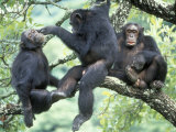 Buy Male Chimpanzee Grooms His Brother, Gombe National Park, Tanzania at AllPosters.com