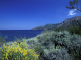 Buy Broom Flowers and the Mediterranean Sea, Sicily, Italy at AllPosters.com