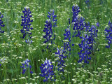 Texas Bluebonnet and Wild Buckwheat, Texas, USA