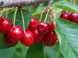 Cherry Orchard, Central Otago, South Island, New Zelaland