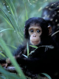 Infant Chimpanzee, Gombe National Park, Tanzania