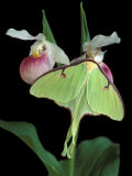 Luna Moths on Showy Lady Slipper, Wilderness State Park, Michigan, USA