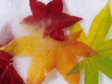 Buy Frozen Maple Tree Leaves at AllPosters.com