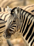 Zebra at Namutoni Resort, Namibia