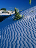 Rippled White Sand Dune with Plants Pushing Through, White Sands National Monument, USA