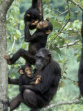 Young Male Chimpanzees Play, Gombe National Park, Tanzania