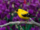 American Goldfinch in Summer Plumage