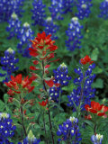 Texas Bluebonnet and Indian Paintbrush, Texas, USA Photographic Print