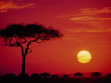 Wildebeest Migration, Masai Mara, Kenya