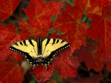 Tiger Swallowtail on Maple Leaves, Michigan, USA