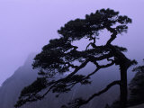Seeing Off Pine Tree on Mt. Huangshan (Yellow Mountain), China