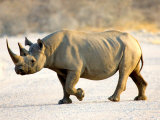 Black Rhinoceros at Halali Resort, Namibia