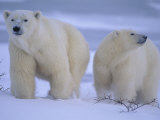 Buy Polar Bear Mother and Cub in Churchill, Manitoba, Canada at AllPosters.com