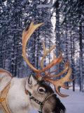 Buy In Santa Claus's Country the Reindeers Abound, Lapland, Finland at AllPosters.com