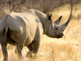 Black Rhinoceros at Halali Resort, Namibia