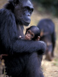 Female Chimpanzee Cradles Newborn Chimp, Gombe National Park, Tanzania