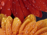 Gerbera with Water Drops