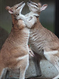 These Two Kangaroos Frolic in the Cold at Munich's Zoological Garden Hellabrunn