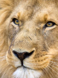 Male Lion at Africat Project, Namibia