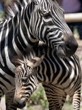 A Male Baby Zebra Named Roger
