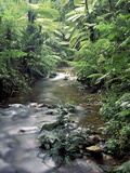 Buy Rainforest Tree Fern and Stream, Uganda at AllPosters.com